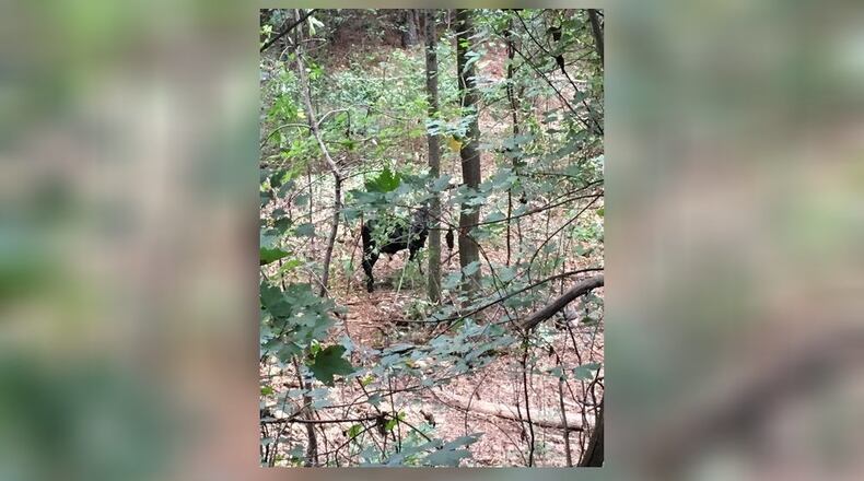 A photo tweeted by GDOT showed that one runaway cow from an Oct. 1 crash is still on the loose.