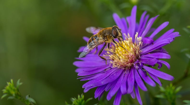 On patios or decks, in window boxes or wine barrels, bees will come buzzing if they discover something they like in bloom. (Dreamstime)