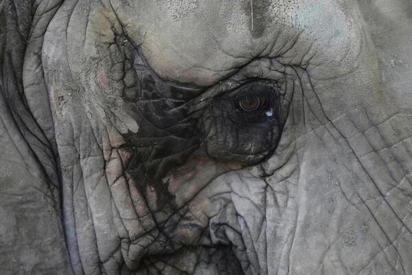 A female African elephant named Pupy stands in her enclosure at the Ecoparque in Buenos Aires, Argentina, Tuesday, March 25, 2025, as she is trained for her relocation to a sanctuary in Brazil. (AP Photo/Natacha Pisarenko)