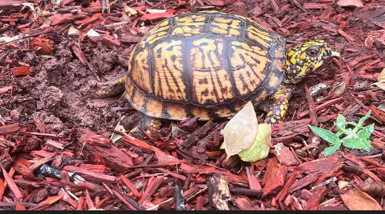 A female Eastern box turtle excavates a nest site to lay her eggs. Recent observations indicate that armadillos may be destroying turtle nests and eating the eggs at a voracious rate. (Courtesy of Pandhambooguy/Creative Commons)