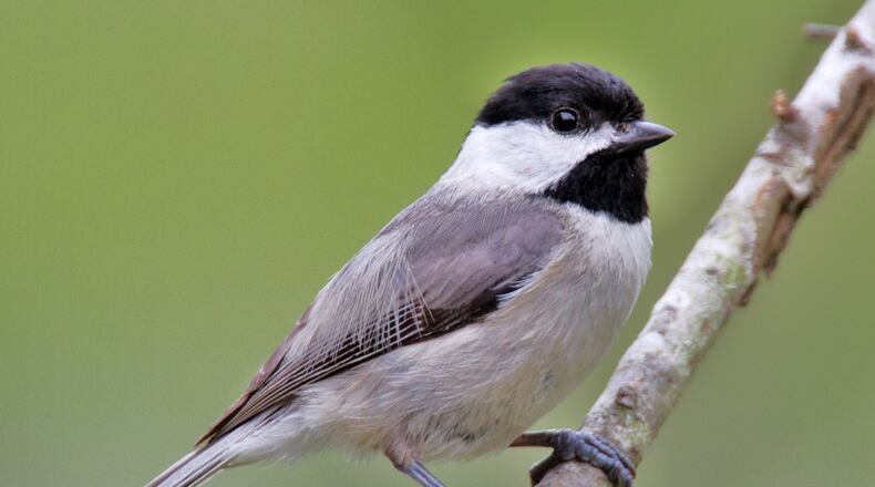The Carolina chickadee is one of several species of small birds that can be lured closer to an observer by a vocal technique known as pishing. DAN PANCAMO / CREATIVE COMMONS