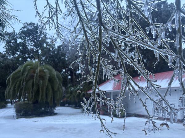Wednesday's rare winter storm toppled trees and led to widespread power outages across the port city of Brunswick.