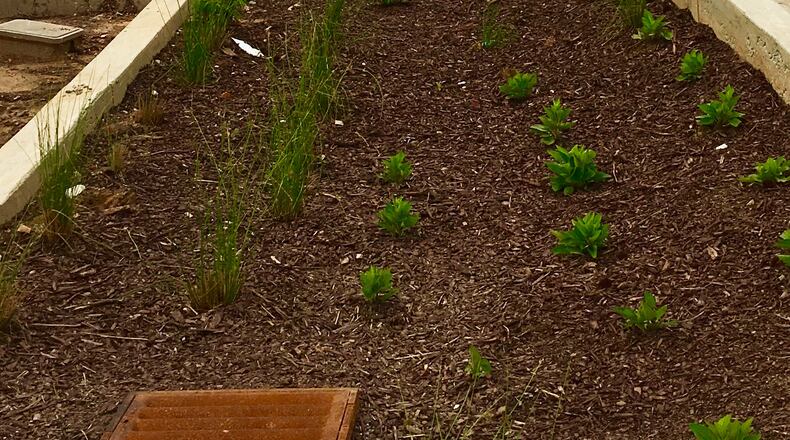 Decatur’s North McDonough Street, looking uphill towards downtown, is about three months from complettion. This is a portion of the green infrastructure that will filter silt and pollution from surface runoff water. To the right is the outline of the two-way cycle track, then another bio filtration waterbed (comprised of plants in a base that’s 75 percent sand and 25 percent organic dirt), and then the two-way street for automobiles. Bill Banks for the AJC