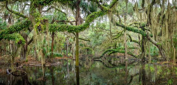 "Easy Green" by  Teake Zuidema. Photographed at Ossabaw Island in February 2025. (Courtesy of Teake Zuidema)