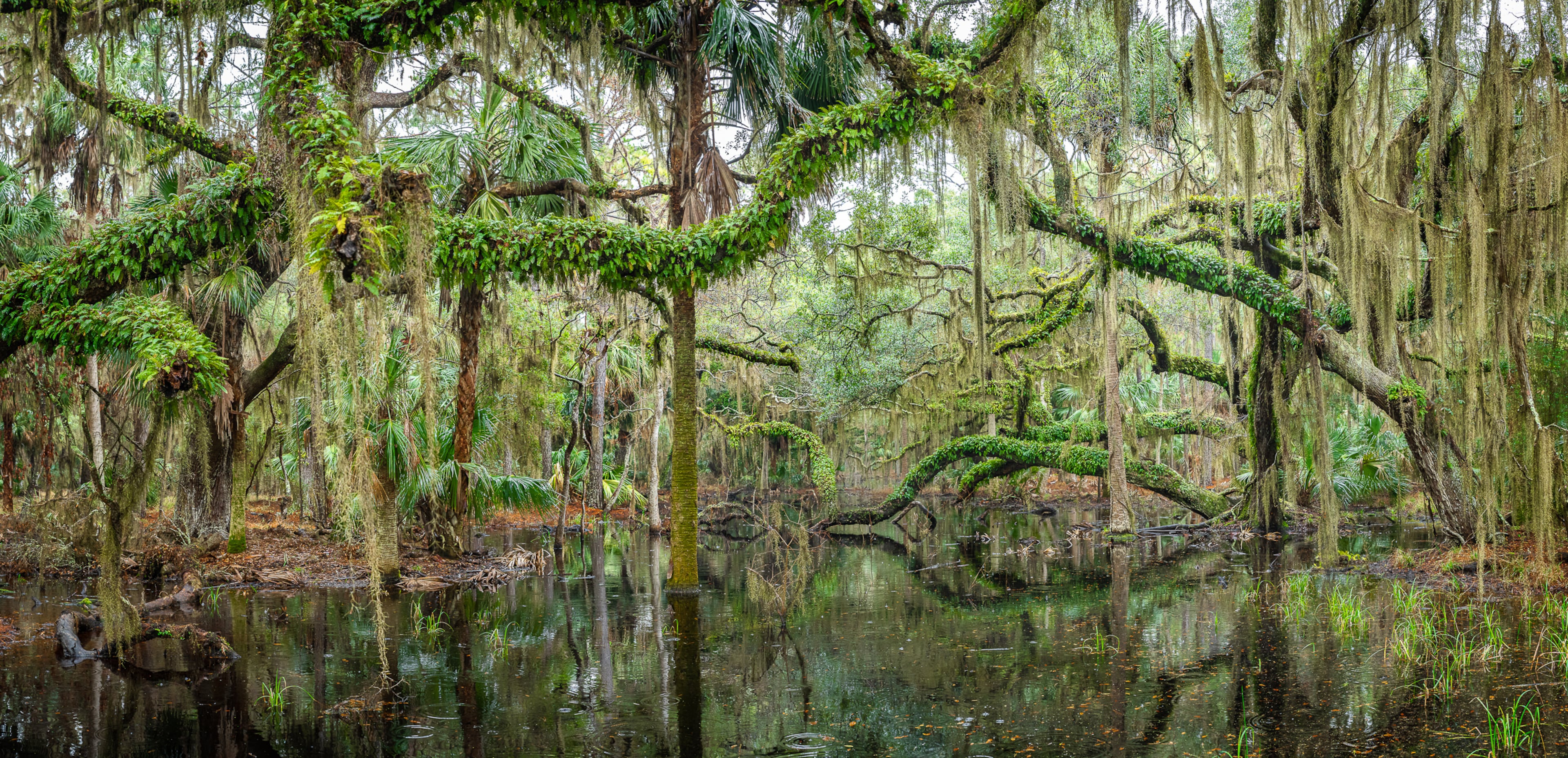 "Easy Green" by Teake Zuidema. Photographed at Ossabaw Island in February 2025. (Courtesy of Teake Zuidema)