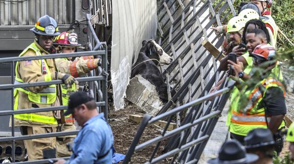 Cobb County firefighters worked with saws and extrication tools to free the cows pinned in the truck Monday morning after a crash set cows loose to roam on the interstate.  JOHN SPINK/JSPINK@AJC.COM