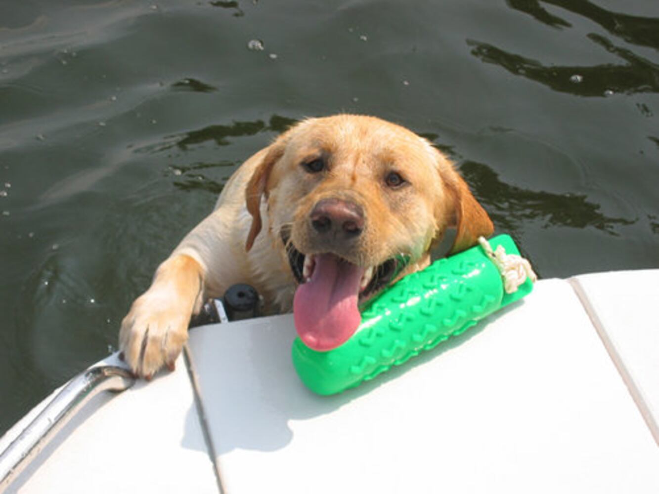 T.G.I.F.: Atlanta's Smiling Pets