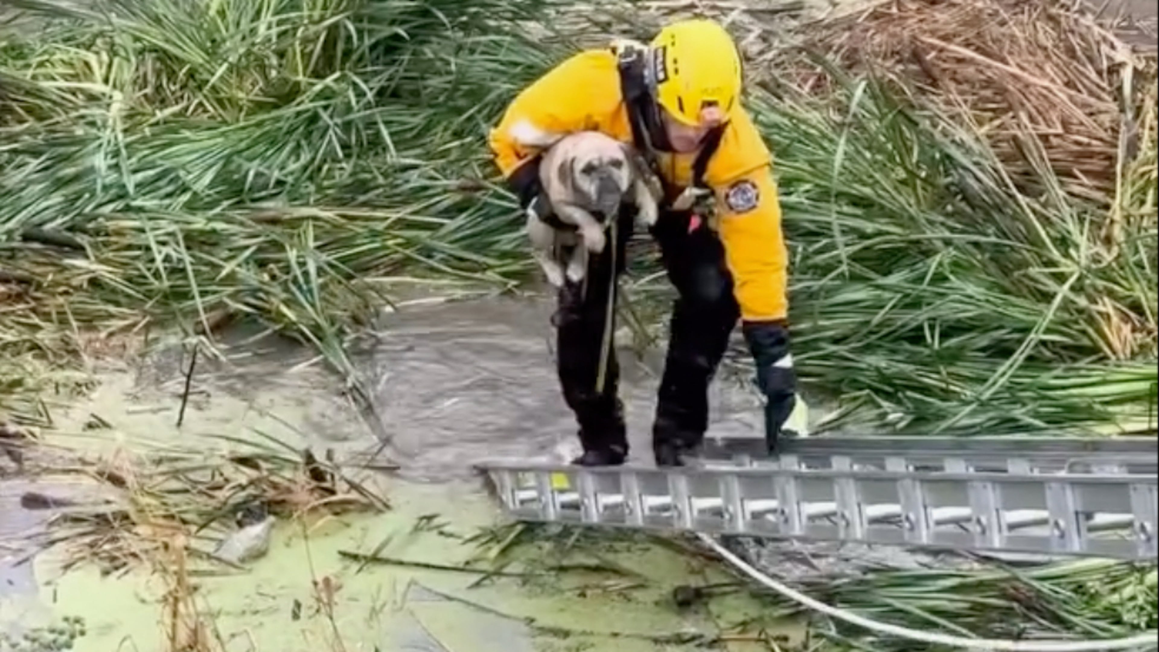 This photo provided by Ventura County Fire Department, VCFD and Oxnard Fire Department rescue a dog trapped in a flood channel in the Oxnard plains in Ventura County, Calif., on Tuesday, Oct. 14, 2025. (Ventura County Fire Department via AP)