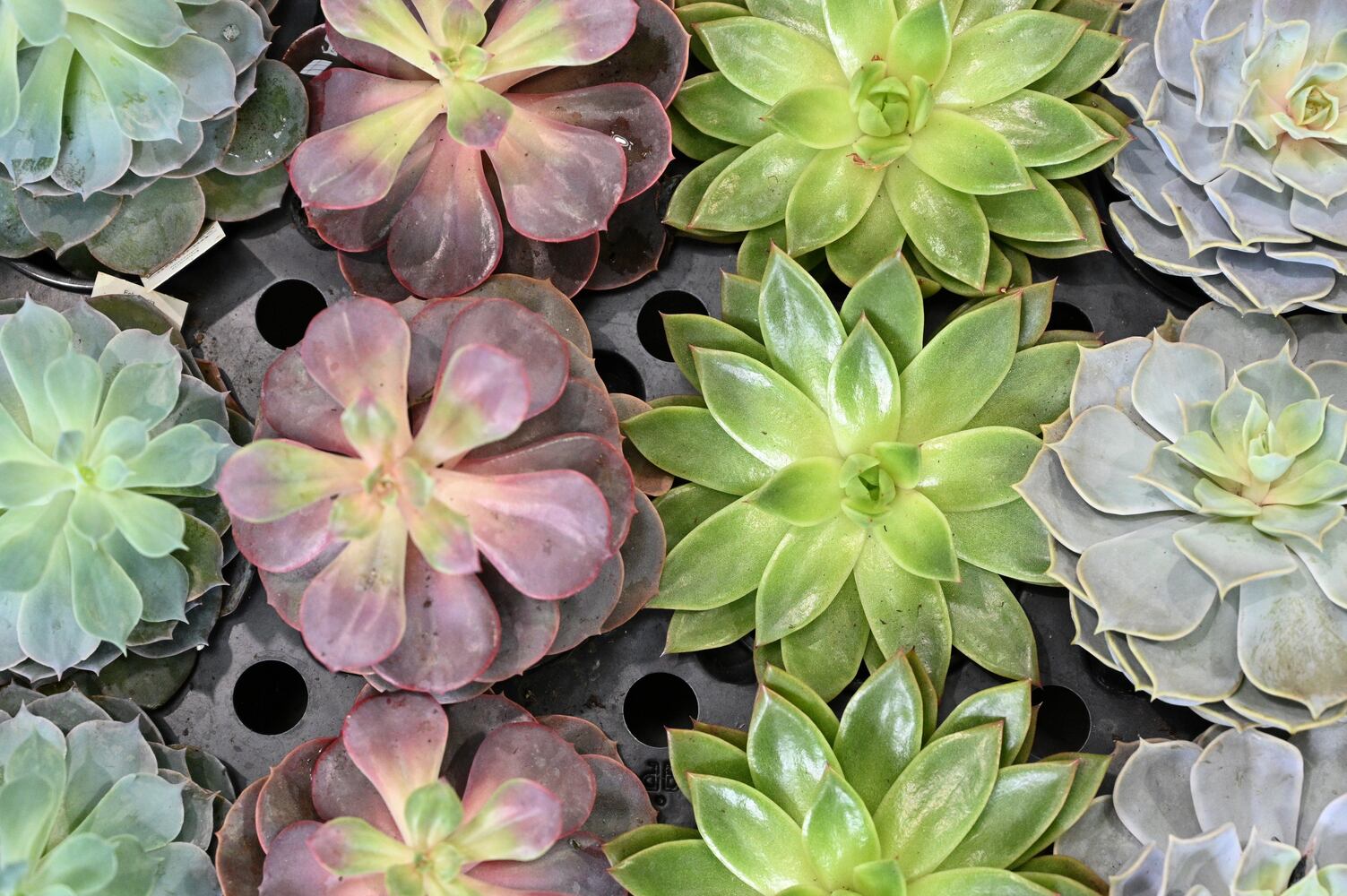21 indoor, easy-to-care-for plants