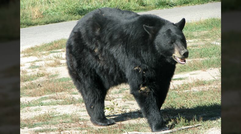 A bear like this one was spotted on the Suwanee Greenway Friday afternoon causing nearby Suwanee Elementary School to limit outdoor activities for students.