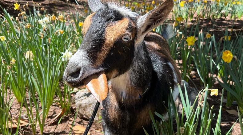 Maggie the Goat is one of several furry friends ready for a Goat Walking Class at Autrey Mill Nature Preserve. COURTESY AUTREY MILL NATURE PRESERVE