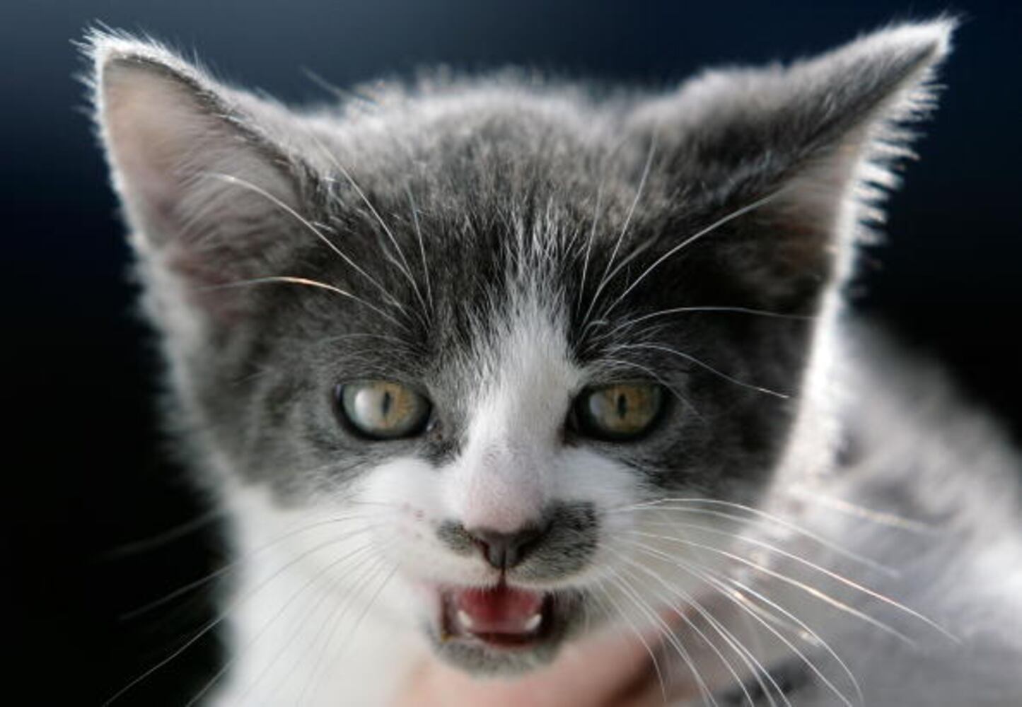 National Cat Day
