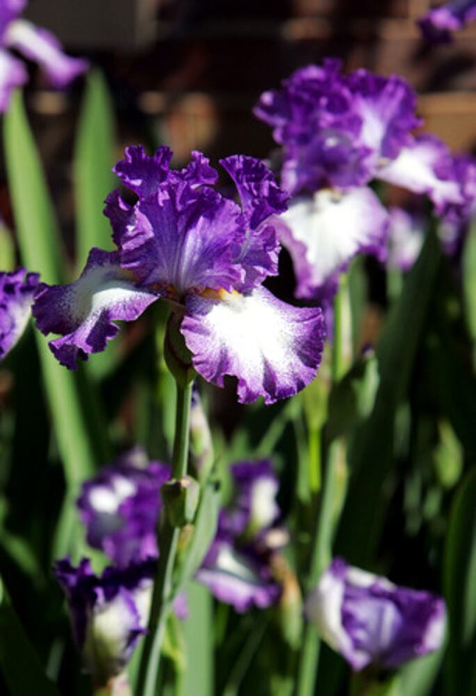 Quick course: What's blooming in metro Atlanta