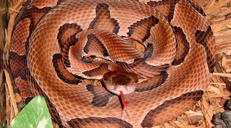 The Eastern copperhead snake (shown here) is responsible for most of the venomous snakebites in Georgia each year. Like all native snake species, however, copperheads also play important ecological roles. (Courtesy of Centers for Disease Control and Prevention)