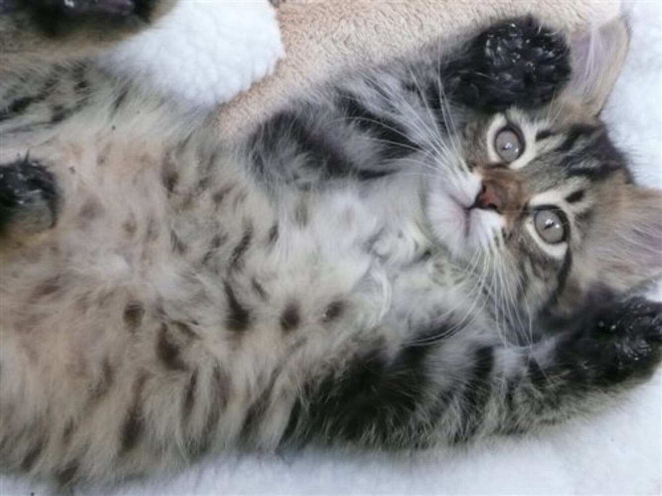 Atlanta's Cutest Kittens