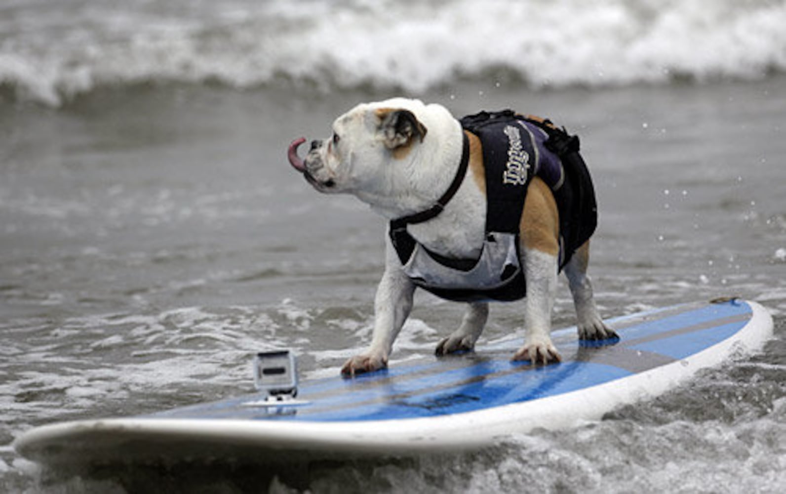 Surfer dogs shoot the curl at contest