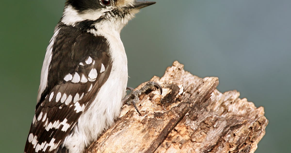 Meet some Georgia birds that deserve a Father’s Day card