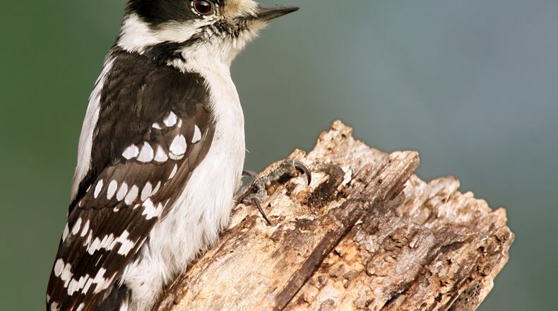 The male downy woodpecker (shown here) is one of the hardest working fathers in the animal kingdom. He entirely takes over egg incubation duties at night (Photo: Wolfgang Wander/Creative Commons Attribution-Share Alike 2.0