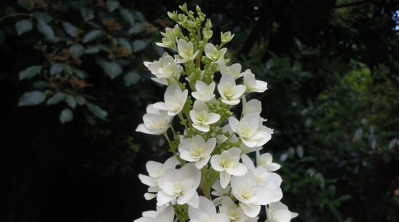 Oakleaf hydrangea is one of many shrubs best planted in fall. PHOTO CREDIT: Walter Reeves