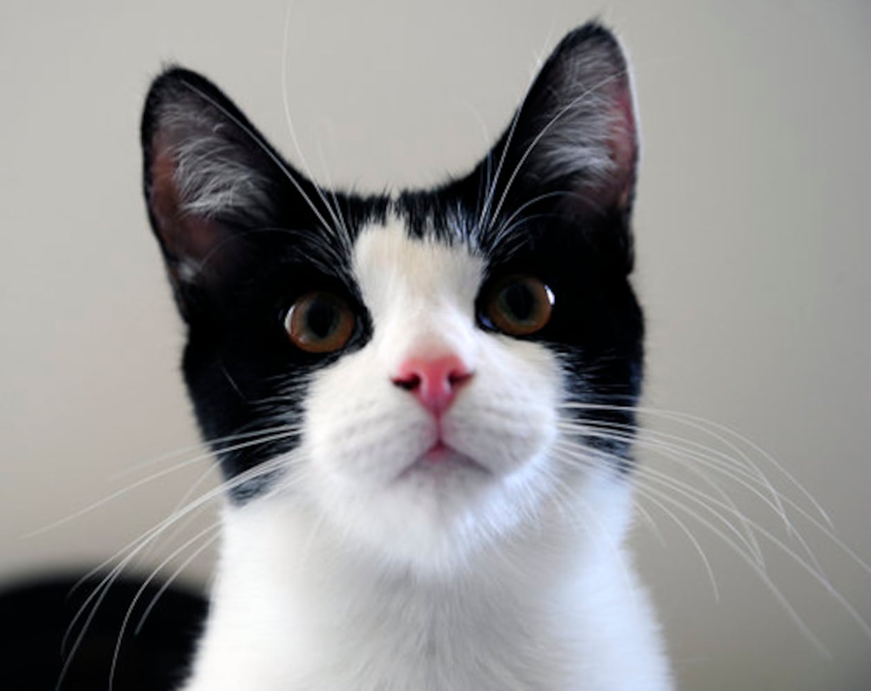 Pete the Cat, and the artist who loved him