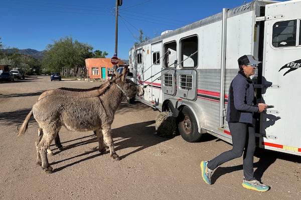 Pack burros are placed outside their trailers in Cerrillos, N.M., on Saturday, May 3, 2025. (AP Photo/Morgan Lee)