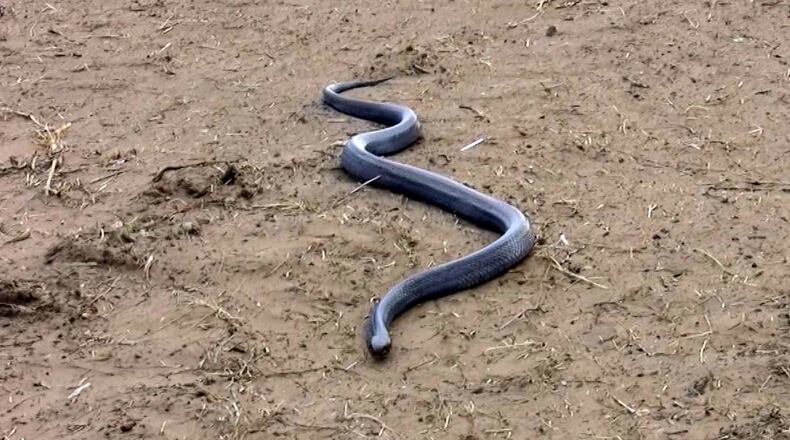 This rather large Texas indigo snake is one of the most striking and important reptile residents in South Texas. The snakes, which can grow to more than 8 feet long, are a primary predator on rattlesnakes but will eat anything they can catch.