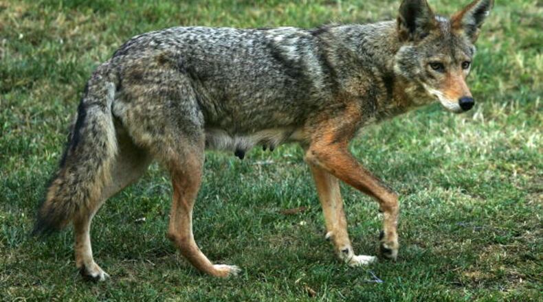 Dacula residents have reported multiple coyote sightings lately.