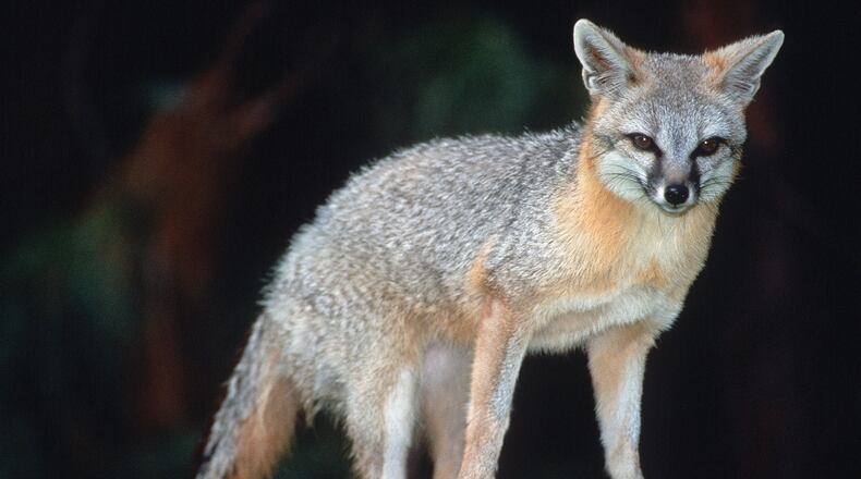 The grey fox (Urcyon cinereoargenteus) is the most common fox in