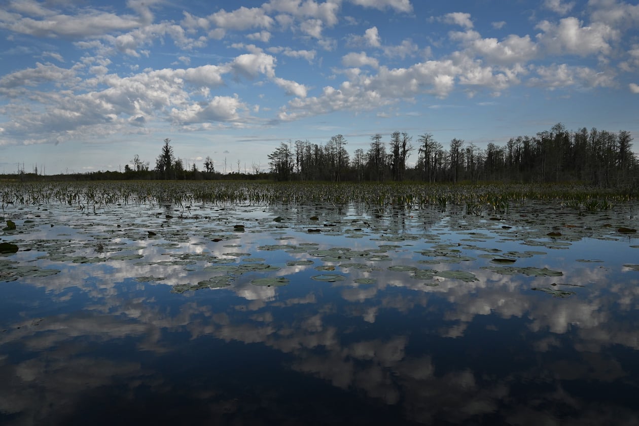 Photo shows Okefenokee Swamp covered with water lilies, pipewort, ferns, maidencane and a variety of sedges and grasses, Monday, March 18, 2024, in Folkston. (Hyosub Shin/AJC)