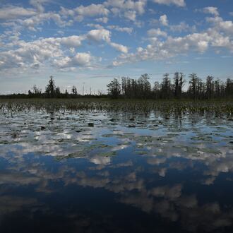 Photo shows Okefenokee Swamp covered with water lilies, pipewort, ferns, maidencane and a variety of sedges and grasses, Monday, March 18, 2024, in Folkston. (Hyosub Shin/AJC)