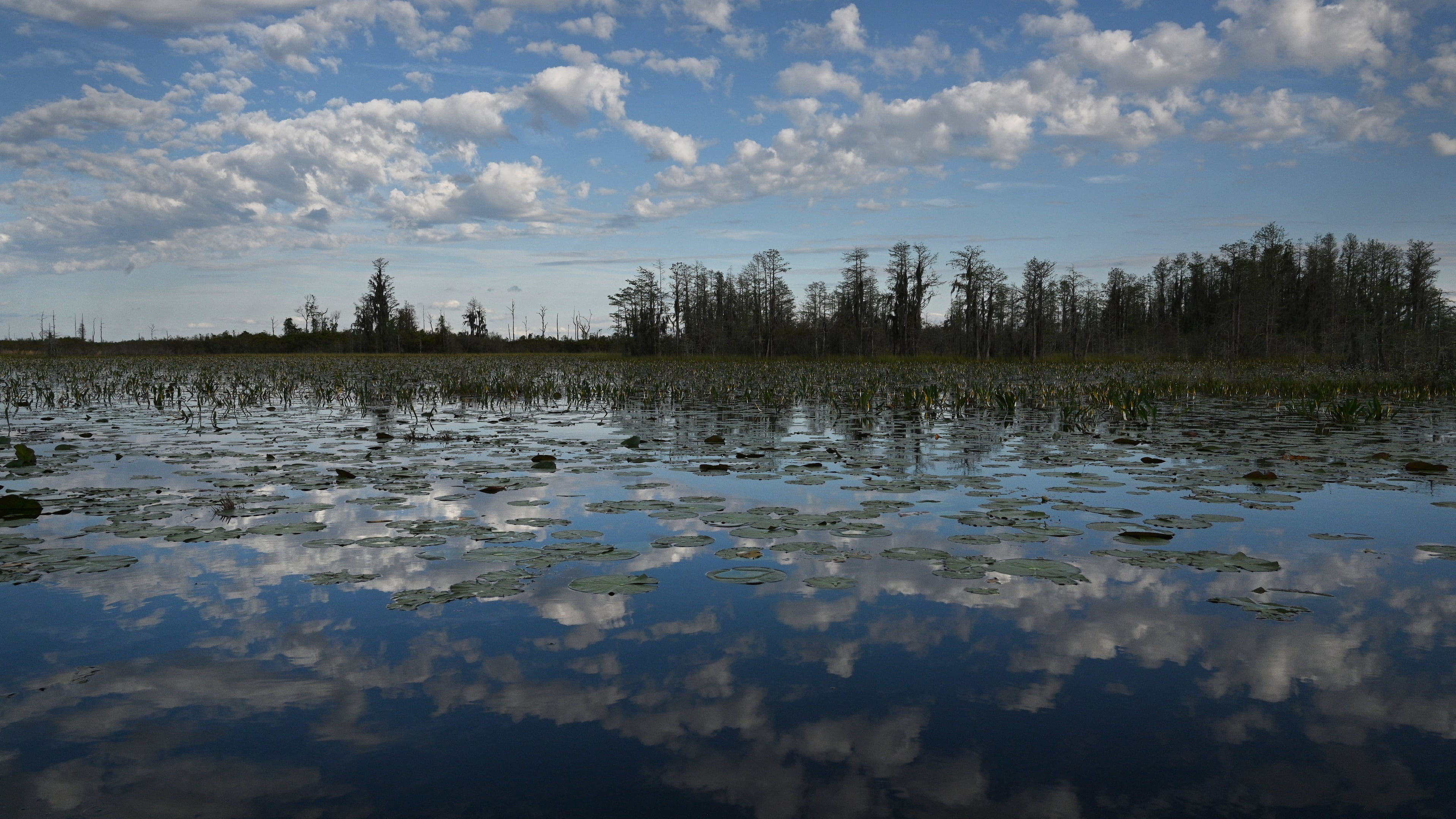 Picture shows Okefenokee Swamp covered with waterlilies, neverwet, pipewort, ferns, maidencane, and a variety of sedges and grasses, Monday, Mar. 18, 2024, in Folkston. Last month, the Georgia Environmental Protection Division (EPD) released draft permits to Twin Pines Minerals for a 584-acre mine that would extract titanium and other minerals from atop the ancient sand dunes on the swamp’s eastern border, which holds water in the refuge. (Hyosub Shin / Hyosub.Shin@ajc.com)
