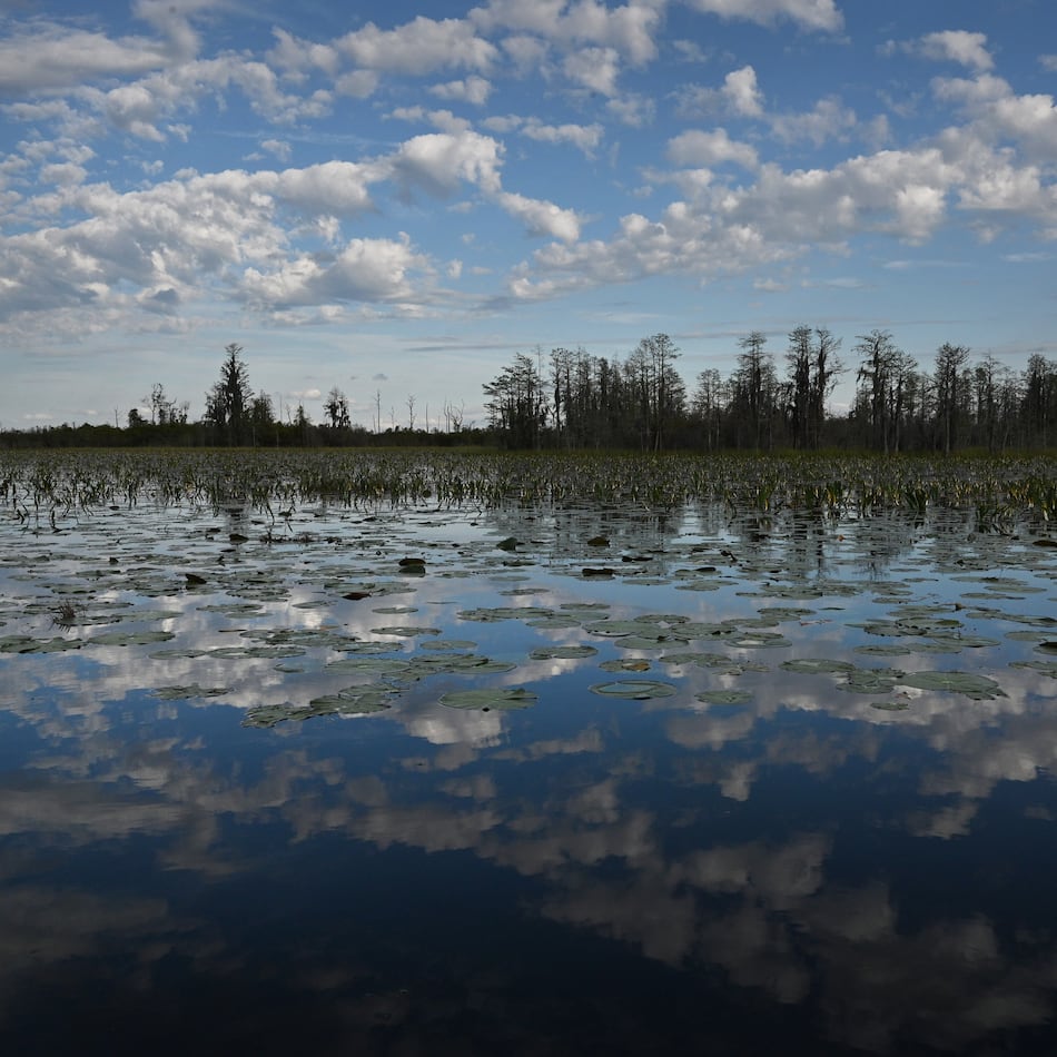 The Okefenokee Swamp was first earmarked as a potential World Heritage site in 1982, but wasn’t officially nominated until 2024. (Hyosub Shin/AJC 2024)
