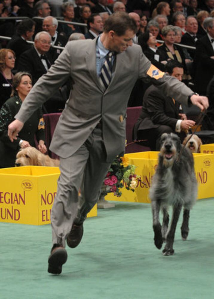 Day 1 of Westminster Dog Show in New York