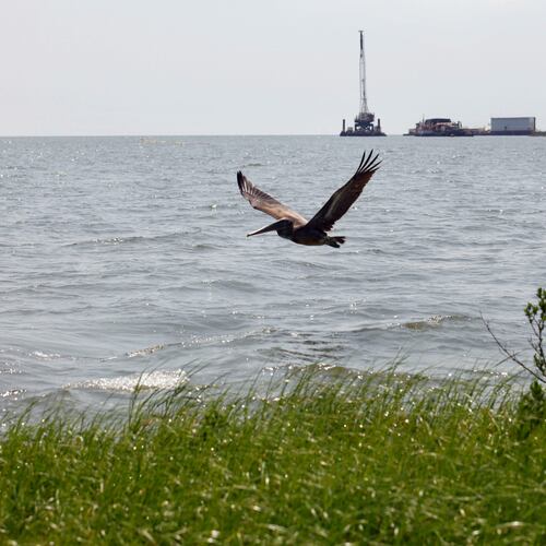 FILE - A pelican flies over new marsh grass in front of a state-initiated dredging project near East Grand Terre Island, where the Gulf of Mexico meets Barataria Bay along the Louisiana coast, Aug. 10, 2010. (AP Photo/Gerald Herbert, File)