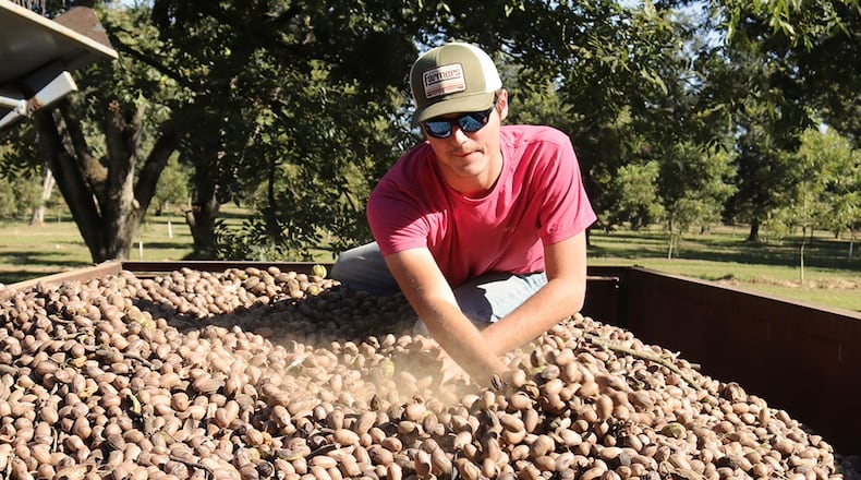 After dumping a cart load of pecans into a wagon at Cason Anderson's pecan orchard, Tyler Raymo spreads out the pecans for balance.
Eric Dusenbery for The Atlanta Journal-Constitution