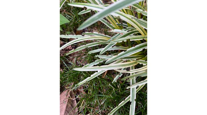 The notches in the leaves of liriope help identify the culprit as black vine weevil. The same notches can appear on rhododendron, azaleas and other shrubs. (Courtesy of Bill Katschilo)