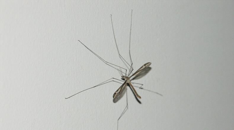 A crane fly looks like a huge mosquito but it is not harmful. (Walter Reeves for The Atlanta Journal-Constitution)