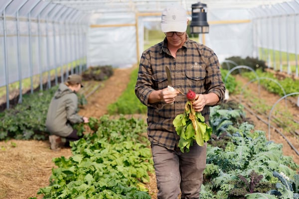 Market gardener Wesley Palmer harvests a beet inside one of the greenhouses, which is part of the certified naturally grown garden and growing area at World of Quercus. (Miguel Martinez/AJC)