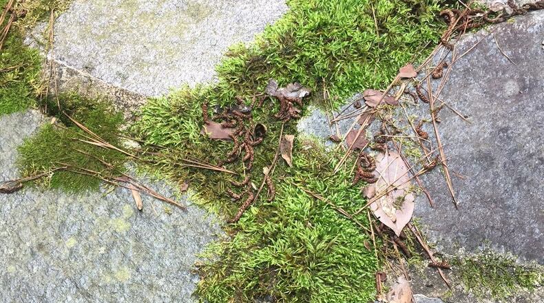 This moss is thriving on the grout between patio stones. PHOTO CREDIT: Walter Reeves