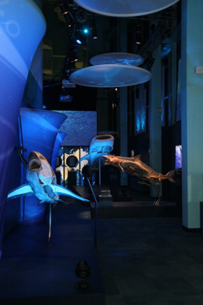 Sea Monsters Revealed: Aquatic Bodies at Georgia Aquarium