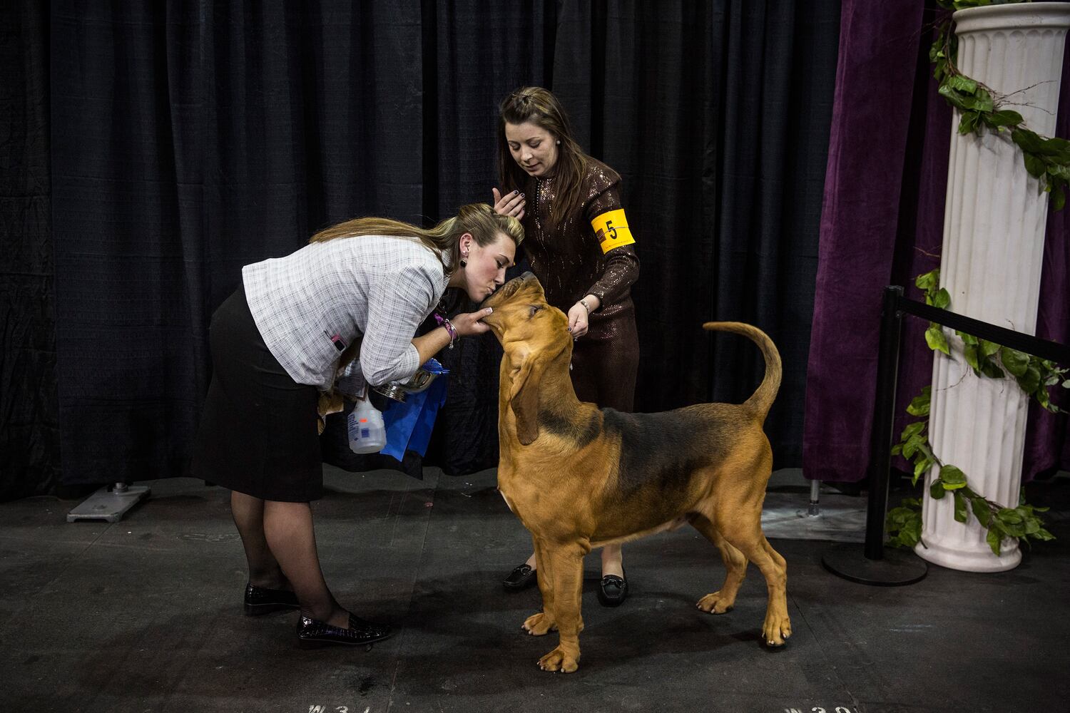 Flessner's International S'cess, a bloodhound