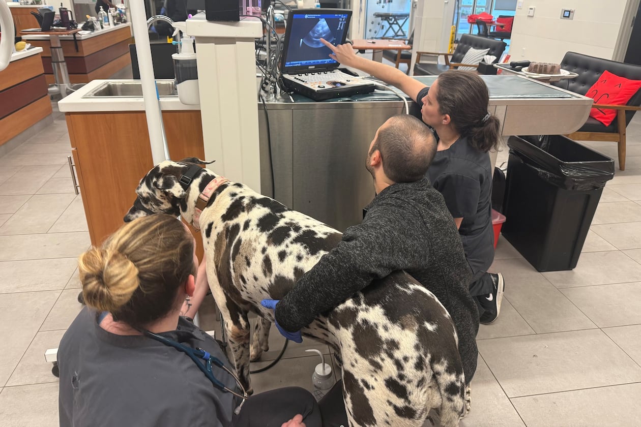 Follow these tips to help make sure your dog doesn't end up in the emergency room at VEG ER for Pets in Snellville or any other vet this Thanksgiving. (Courtesy of Dr. Jessica Corley/VEG ER for Pets Snellville)