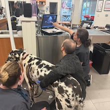 Follow these tips to help make sure your dog doesn't end up in the emergency room at VEG ER for Pets in Snellville or any other vet this Thanksgiving. (Courtesy of Dr. Jessica Corley/VEG ER for Pets Snellville)