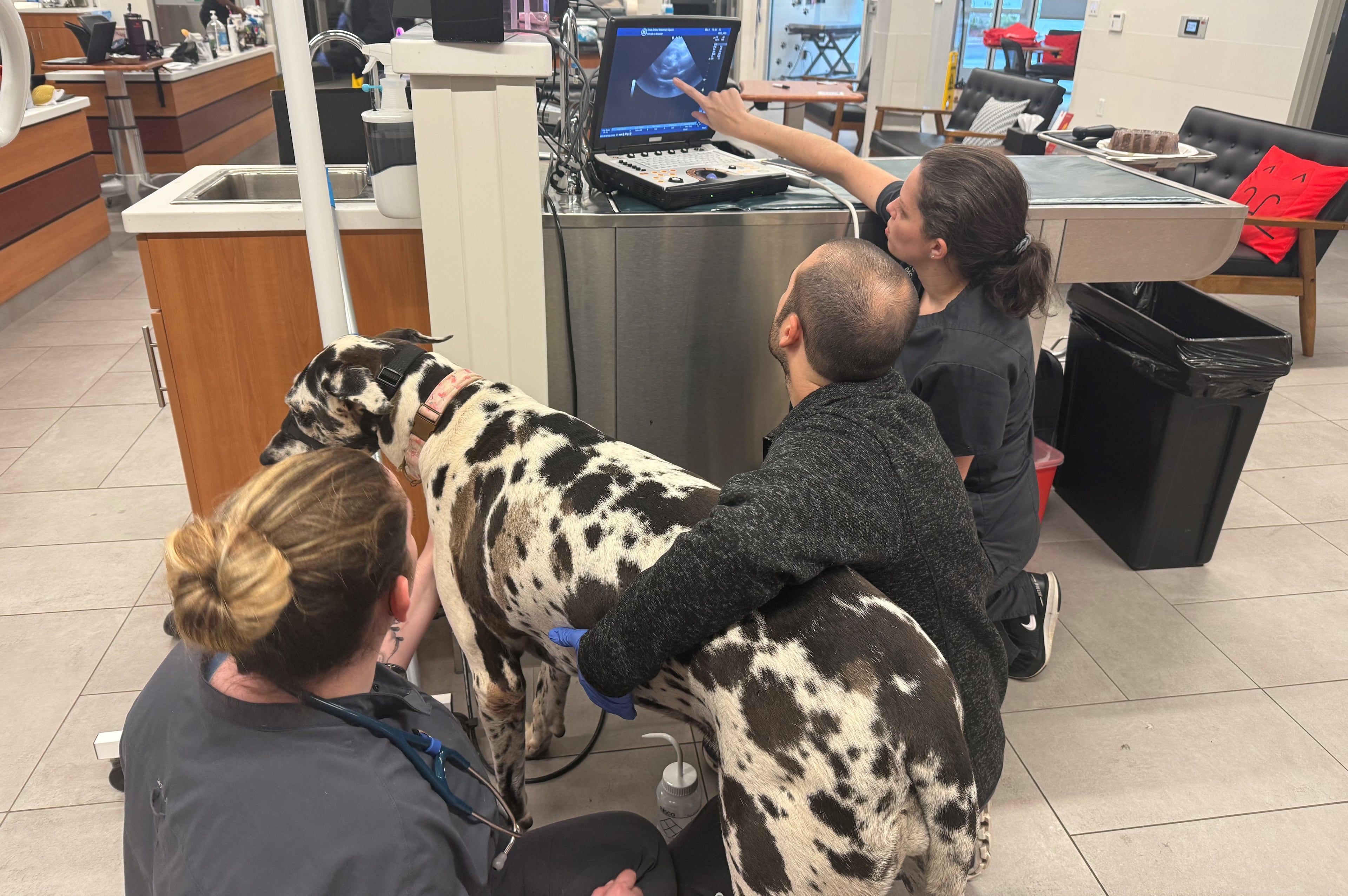 VEG ER for Pets Snellville treats local pets