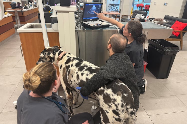 Follow these tips to help make sure your dog doesn't end up in the emergency room at VEG ER for Pets in Snellville or any other vet this Thanksgiving. (Courtesy of Dr. Jessica Corley/VEG ER for Pets Snellville)