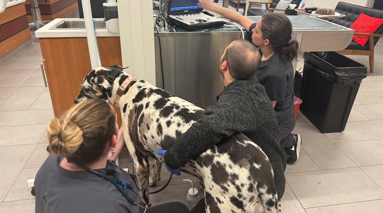 Follow these tips to help make sure your dog doesn't end up in the emergency room at VEG ER for Pets in Snellville or any other vet this Thanksgiving. (Courtesy of Dr. Jessica Corley/VEG ER for Pets Snellville)