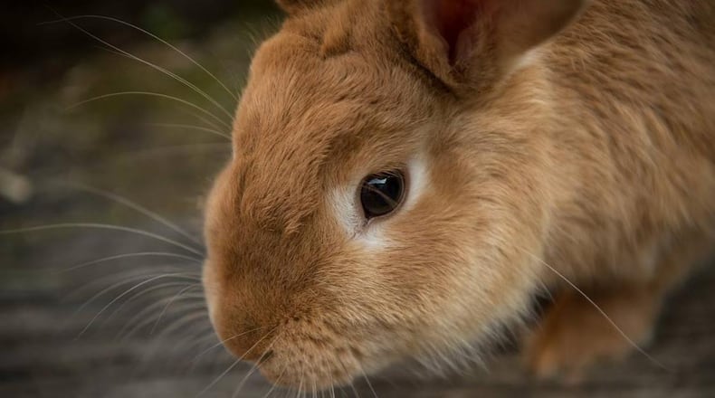 An east Tennessee family is hoping to locate their pet rabbit, a Flemish giant that weighs nearly 20 pounds.