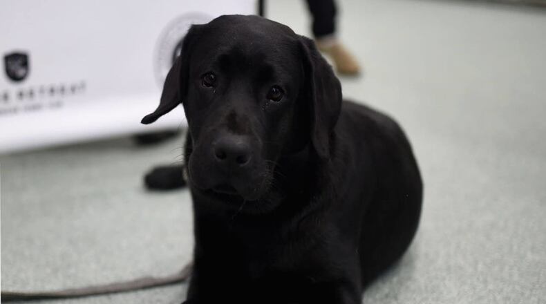 Three Labrador retrievers will soon be a fixture at elementary schools in an Indiana town.