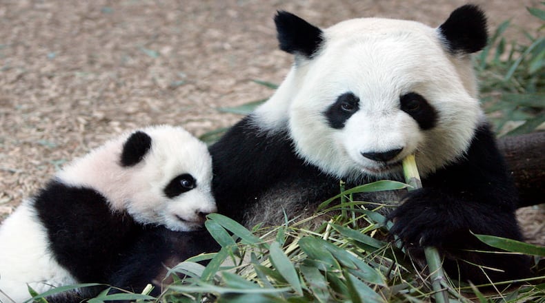 In this Jan. 12, 2007 file photo, Giant Panda panda mother Lun Lun , right, eats bamboo as her cub Mei Lan explores her new habitat at Zoo Atlanta. Zoo Atlanta said in a news release Tuesday, Aug. 23, 2016, that its veterinary team obtained an ultrasound image from Lun Lun confirming the presence of a second fetus.