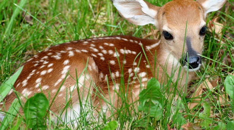 A lot of baby fawns are appearing with their mothers now, and more will be doing so as the summer progresses. Most fawns in Georgia are born between May and August, with the peak time in June. (Courtesy of ForestWander Nature Photography / Creative Commons)
